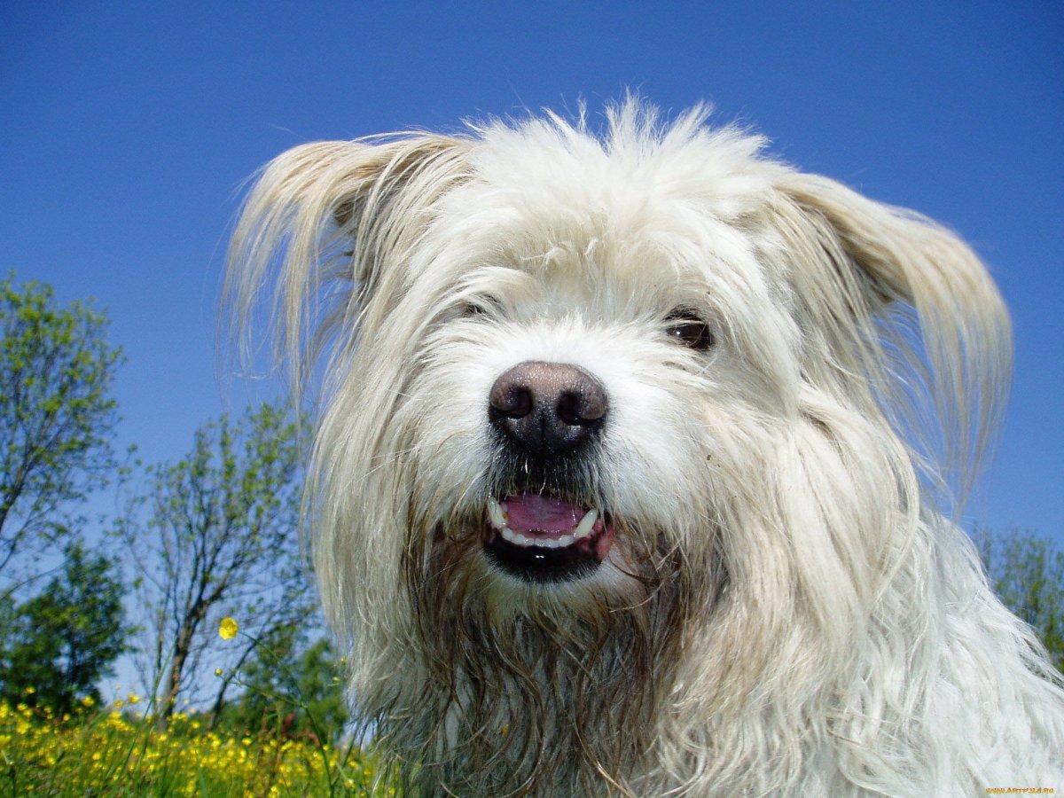 Порода собак бобтейл