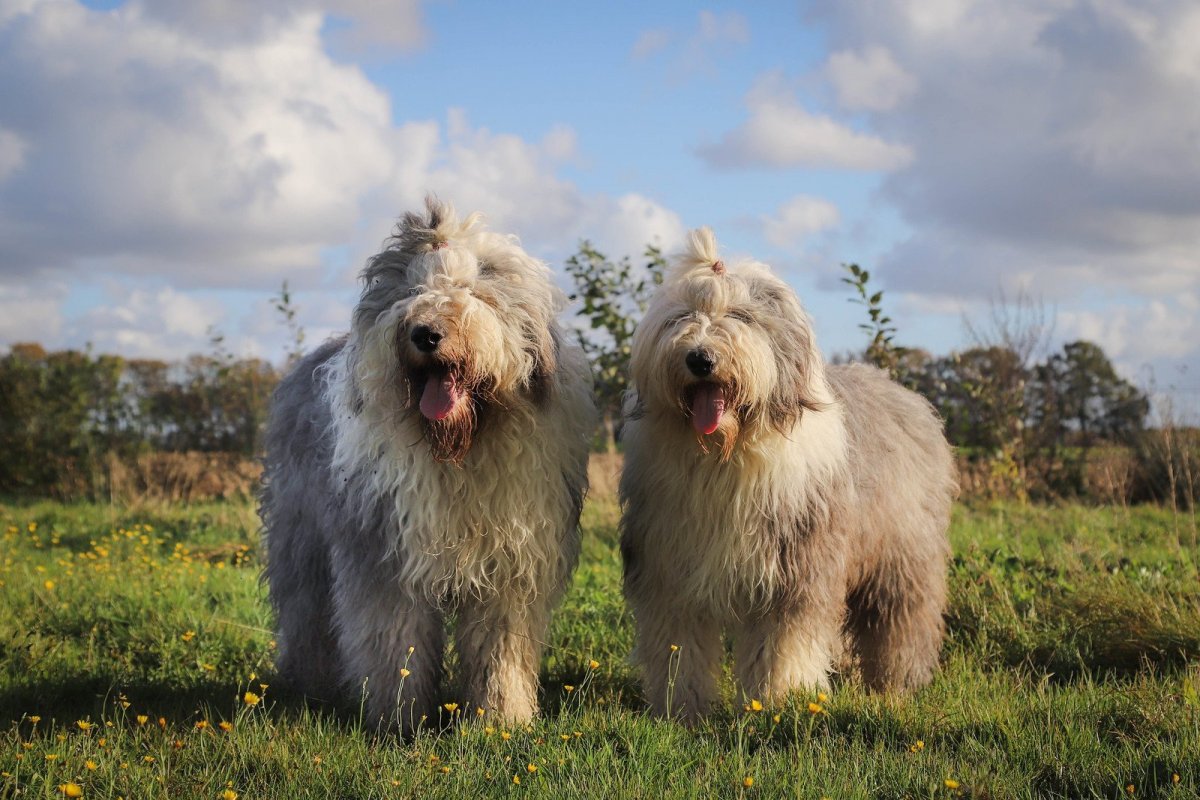 Большая лохматая собака