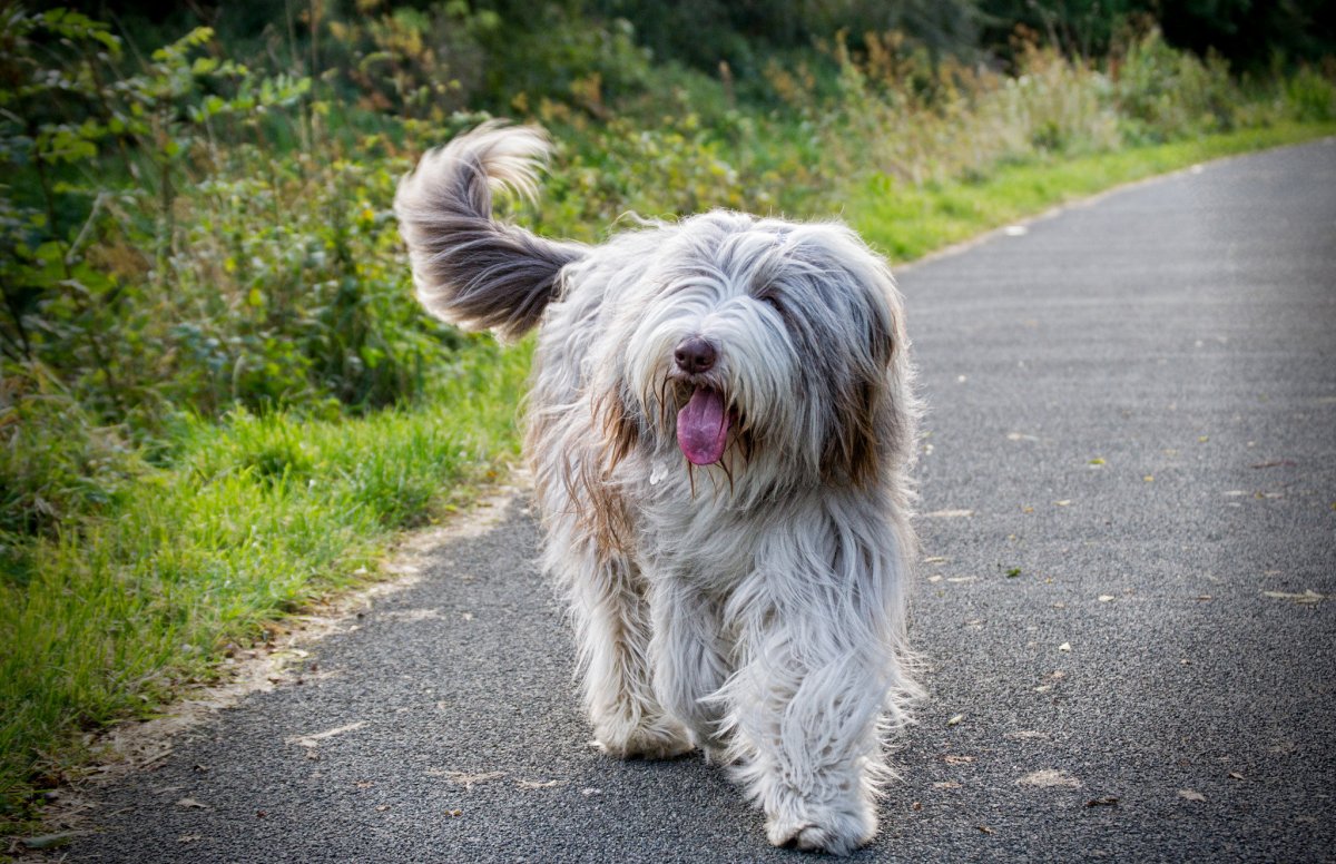Аусси австралийская овчарка