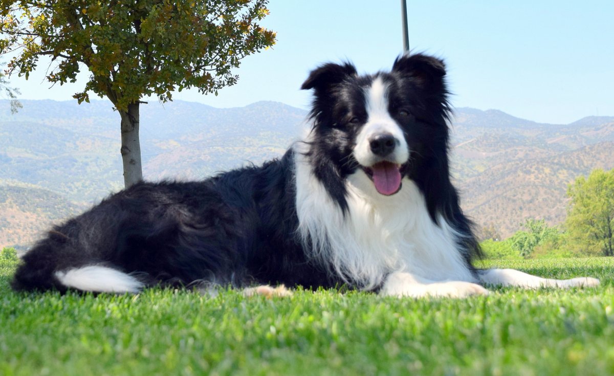 Бергамская овчарка Командор