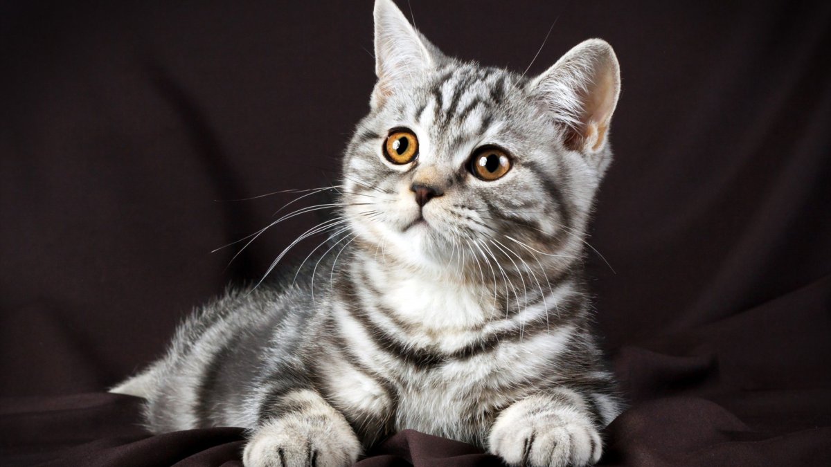 Скоттиш-фолд Шотландская