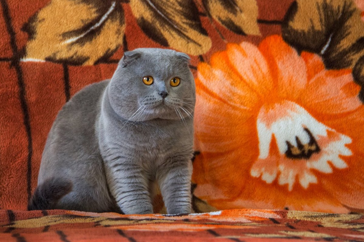 Шотландская вислоухая кошка серая