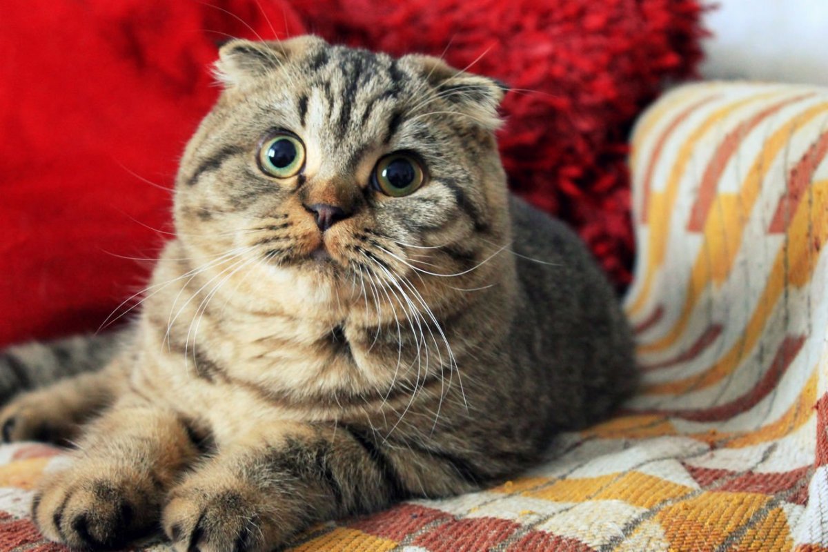 Королевский шотландский кот