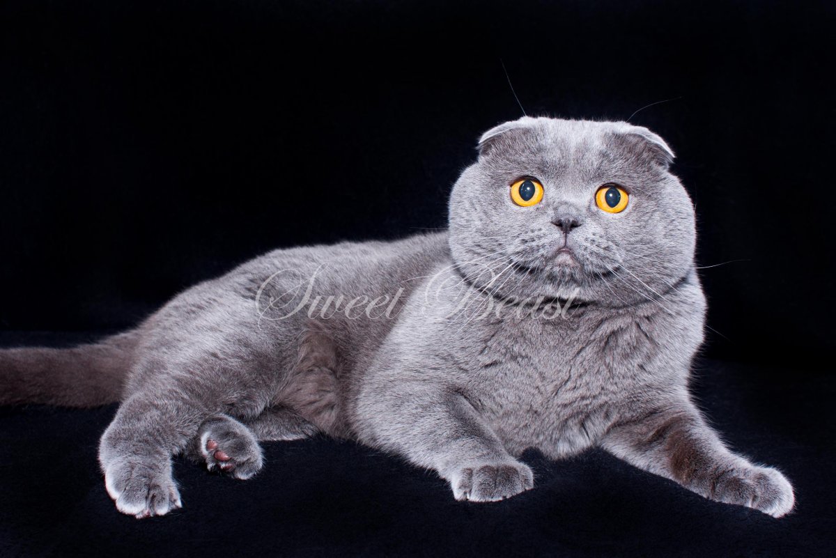 Скоттиш фолд Браун табби