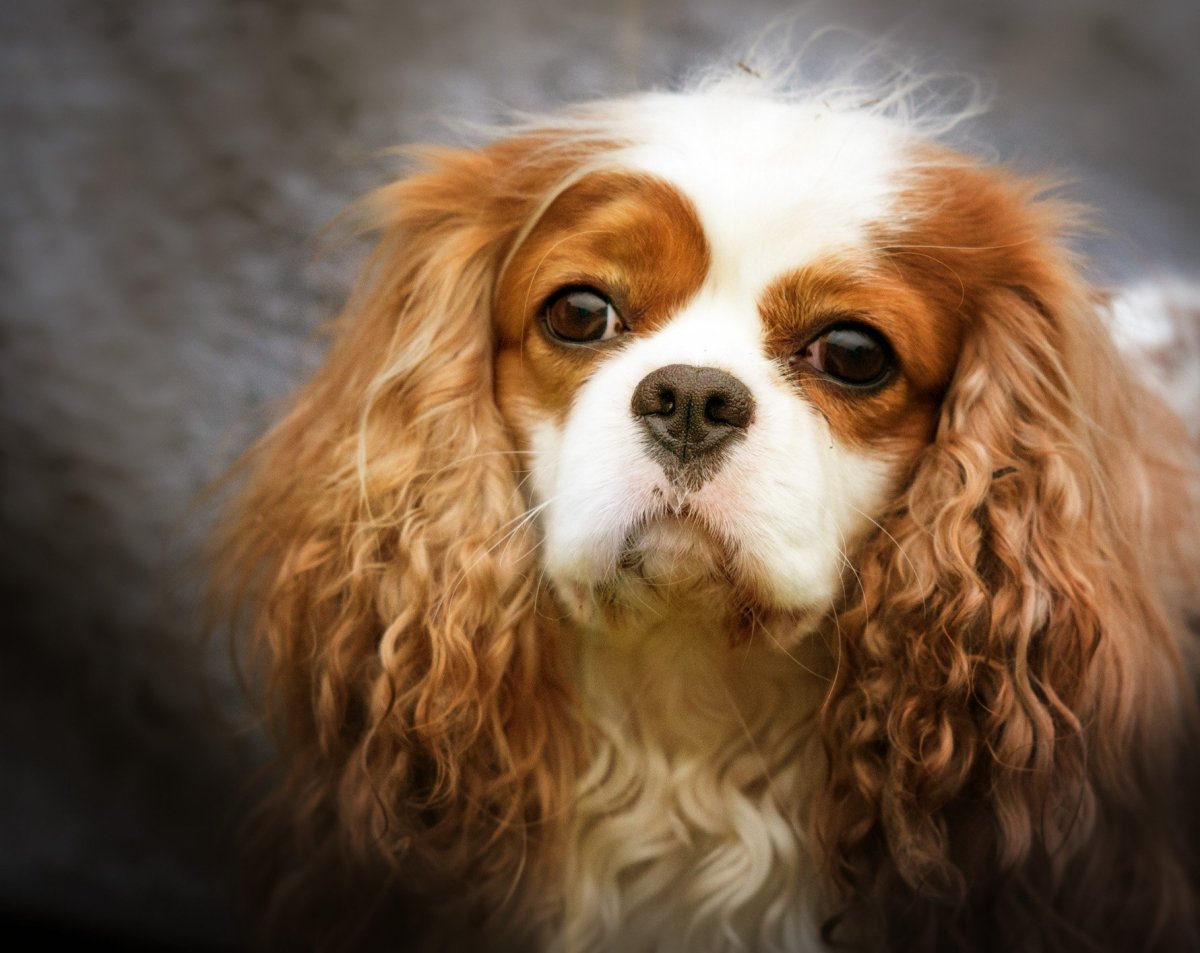 Собака королевский чарльз