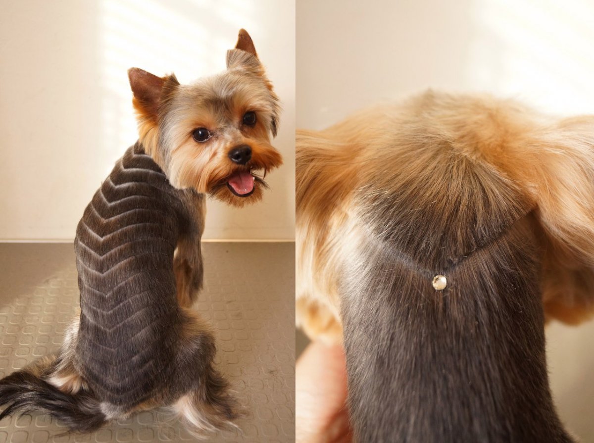 Креативное окрашивание шерсти