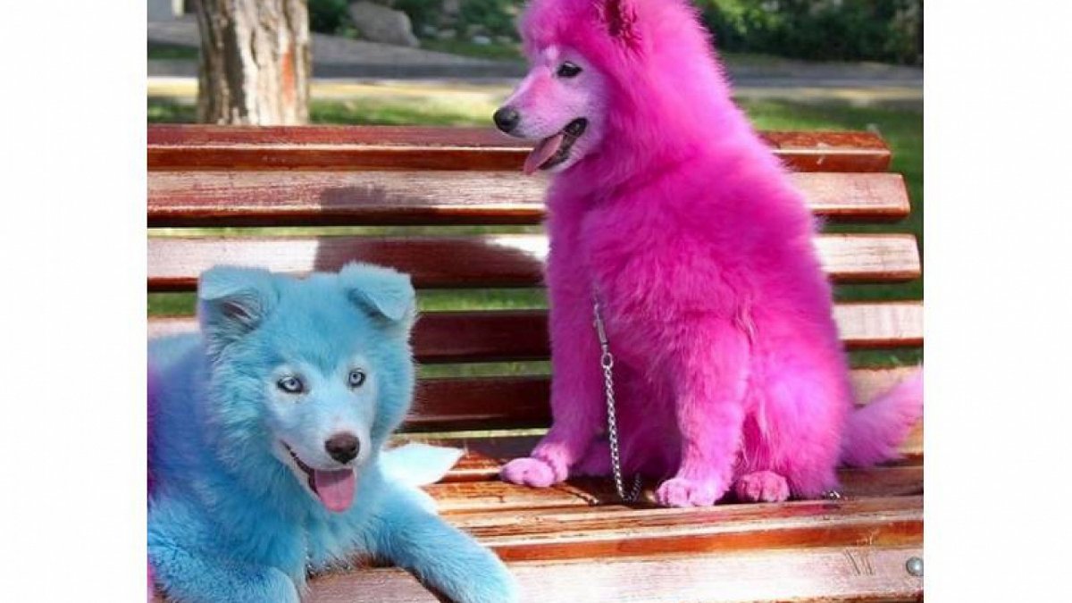 Парикмахерская для собак