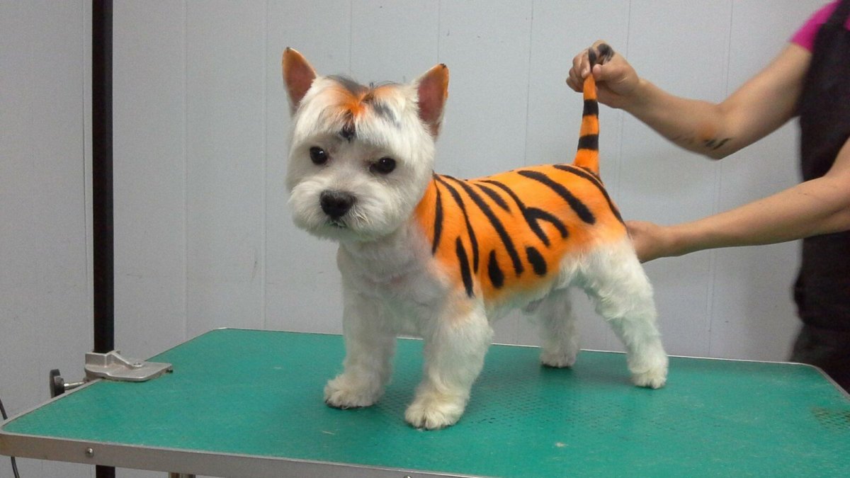 Креативный груминг