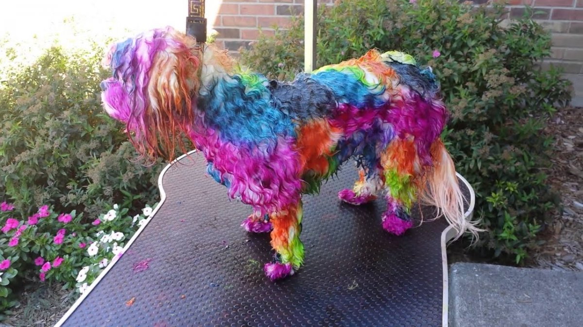 Окрашивание собак