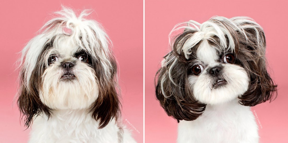 Той пудель розовый