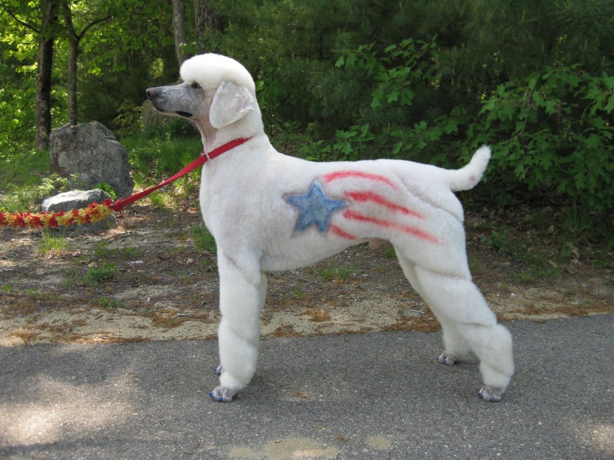 Стрижка динозавр пудель