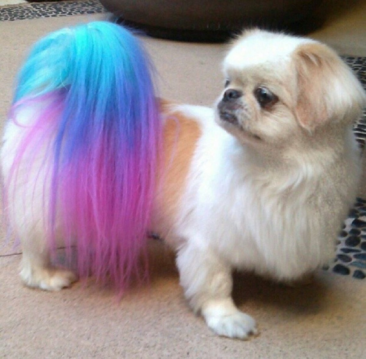 Креативное окрашивание шерсти