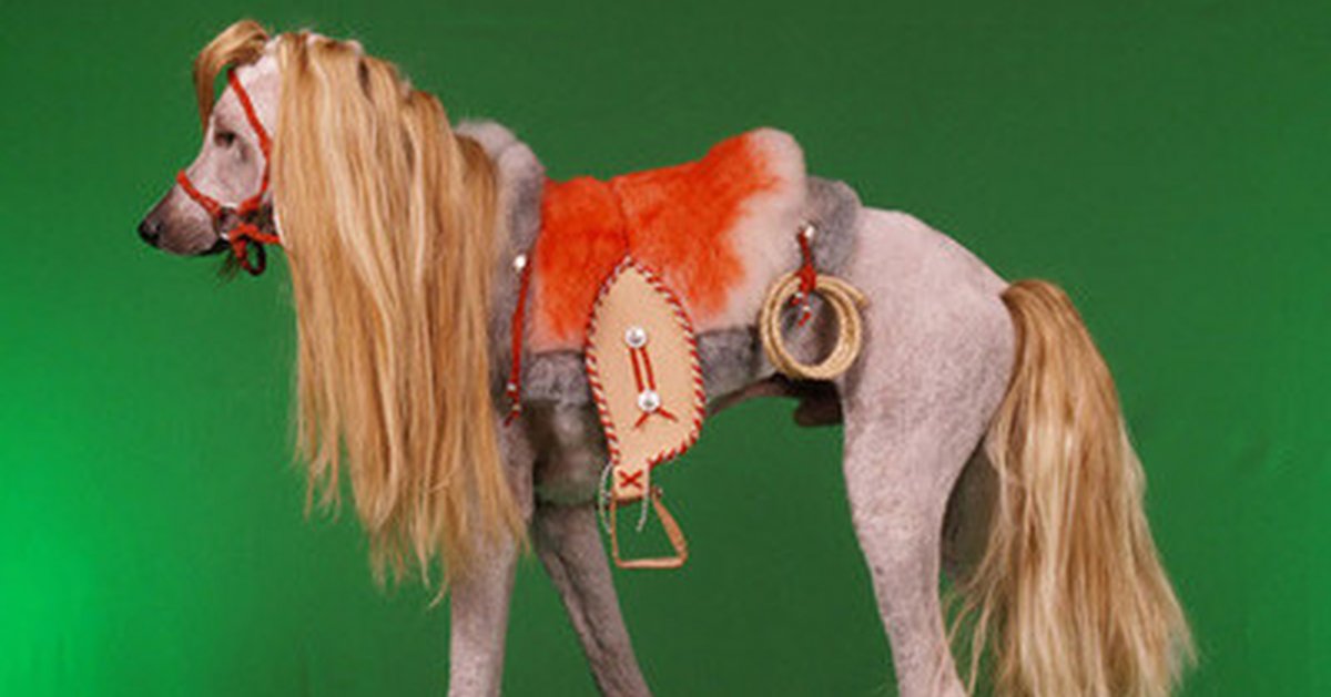 Окраска собаки в желто синий