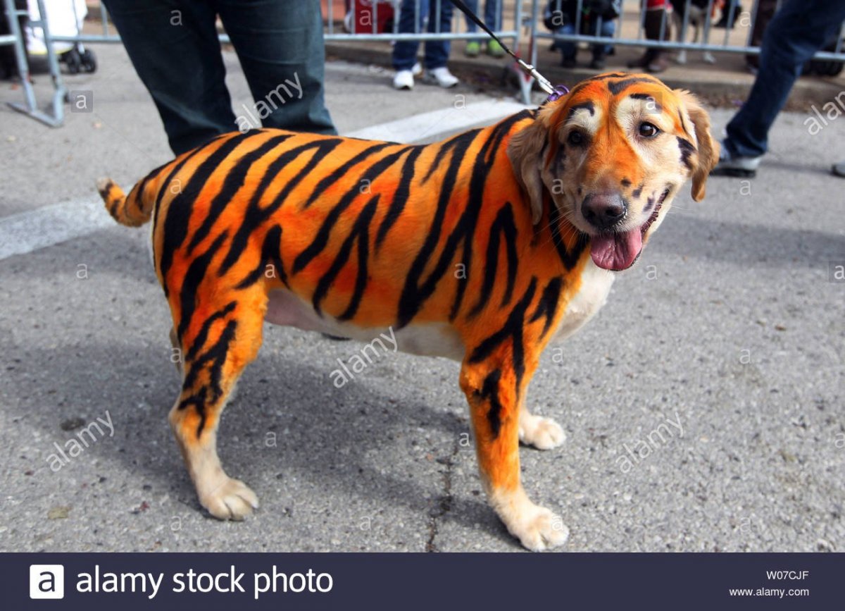 Разрисовали собаку под тигра