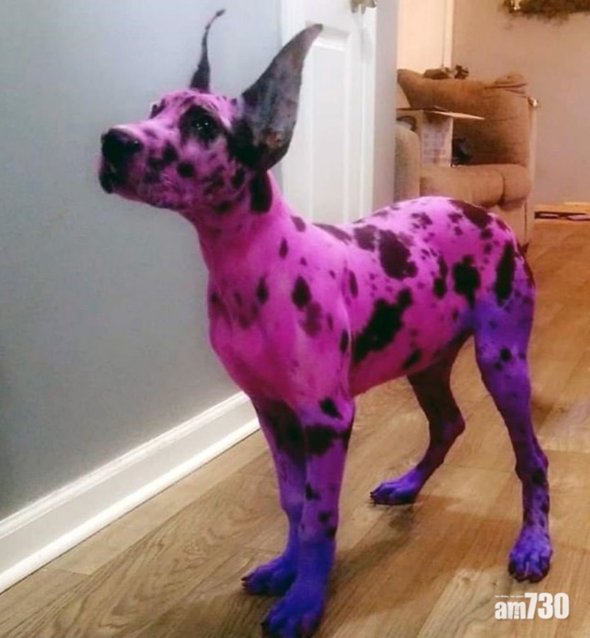 Креативное окрашивание собак