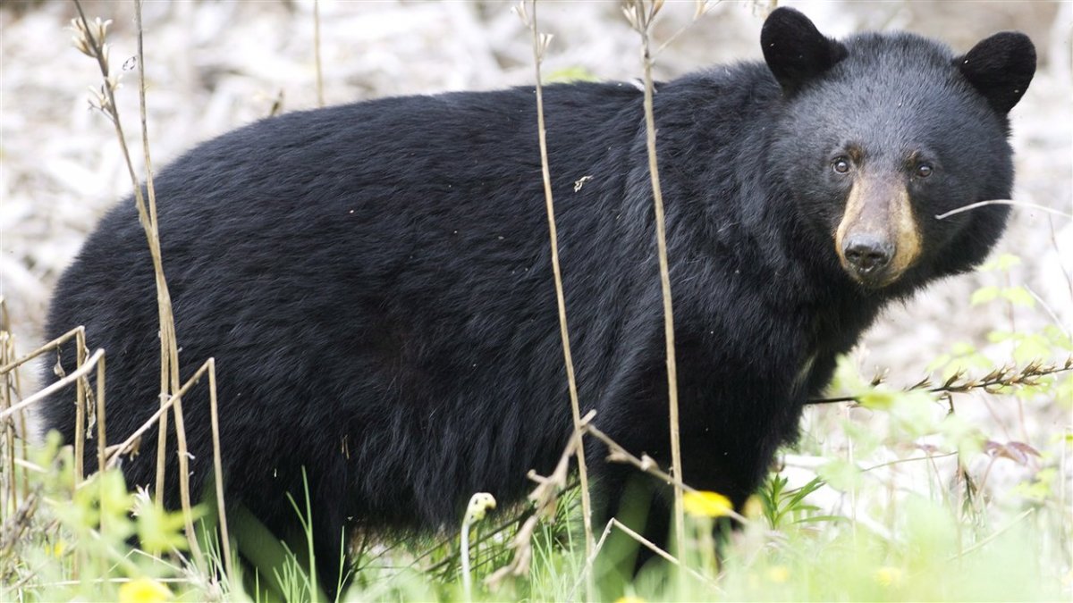 Барибал Медвежонок