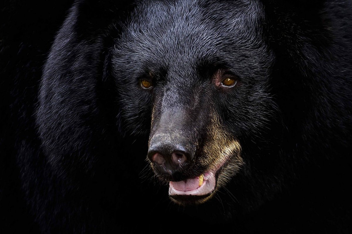 Британская Колумбия Барибал