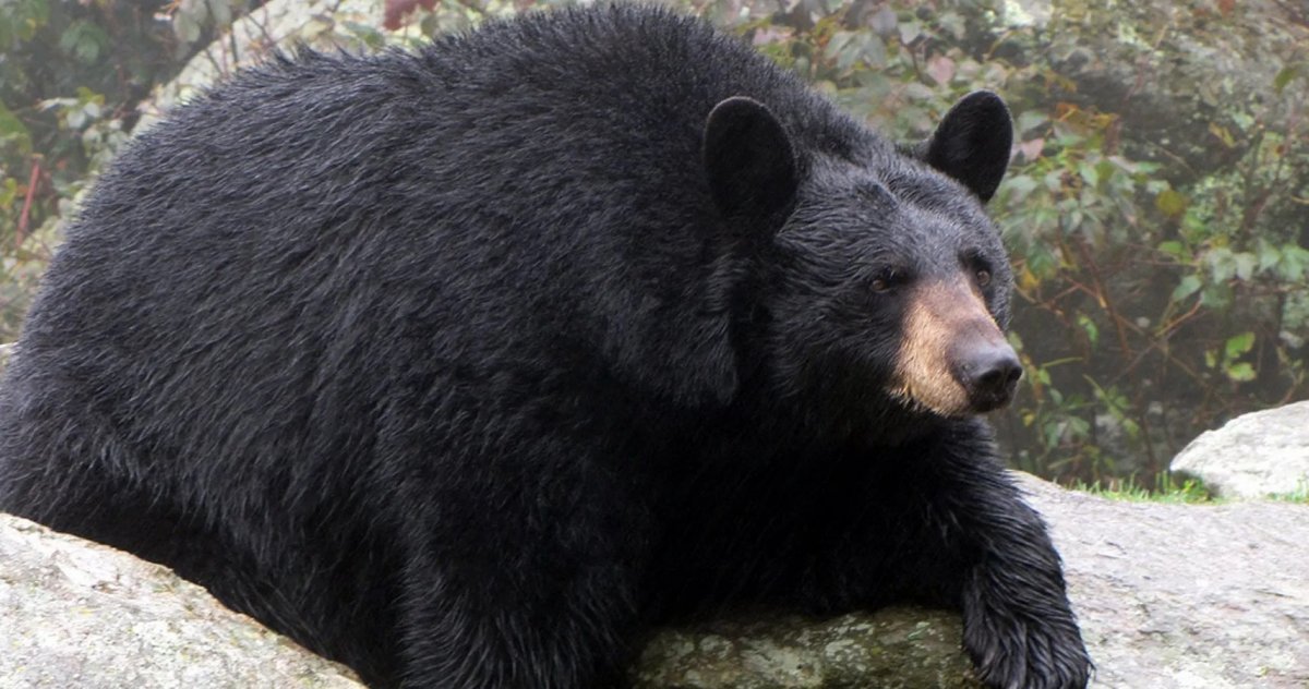 Синий Барибал