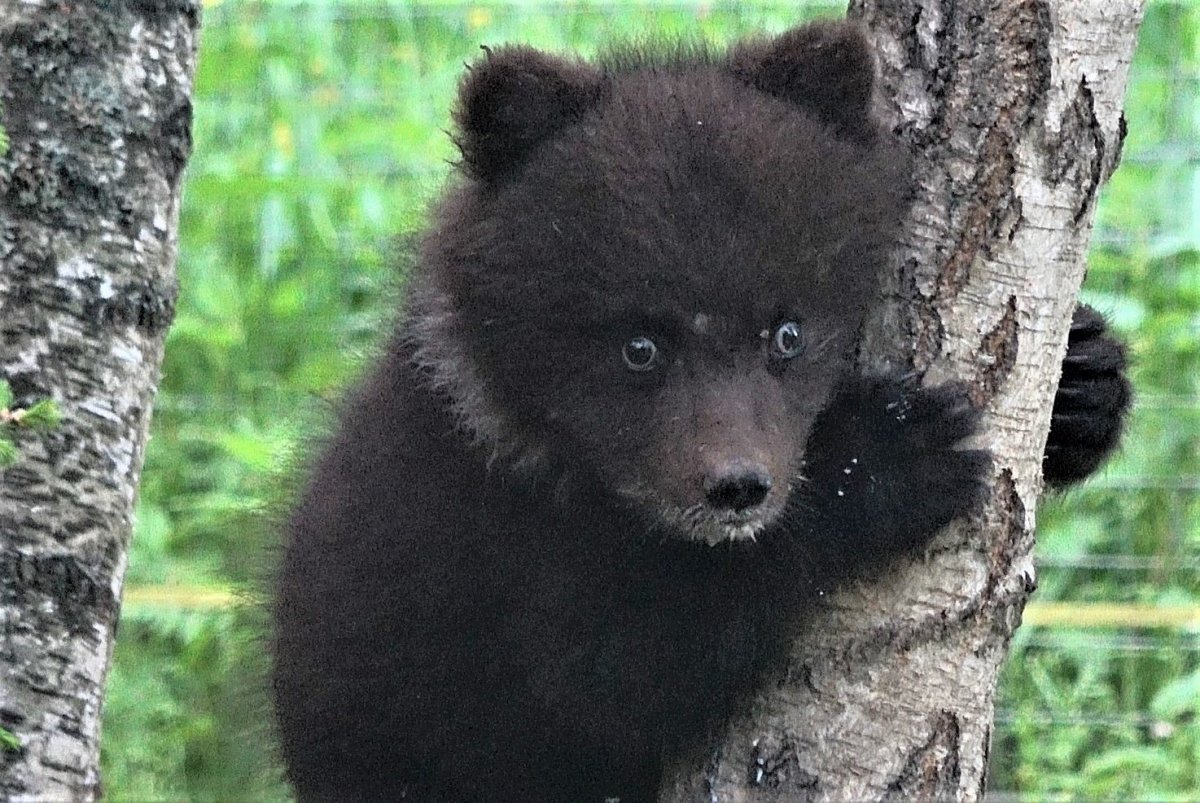 Медведь с белым воротником