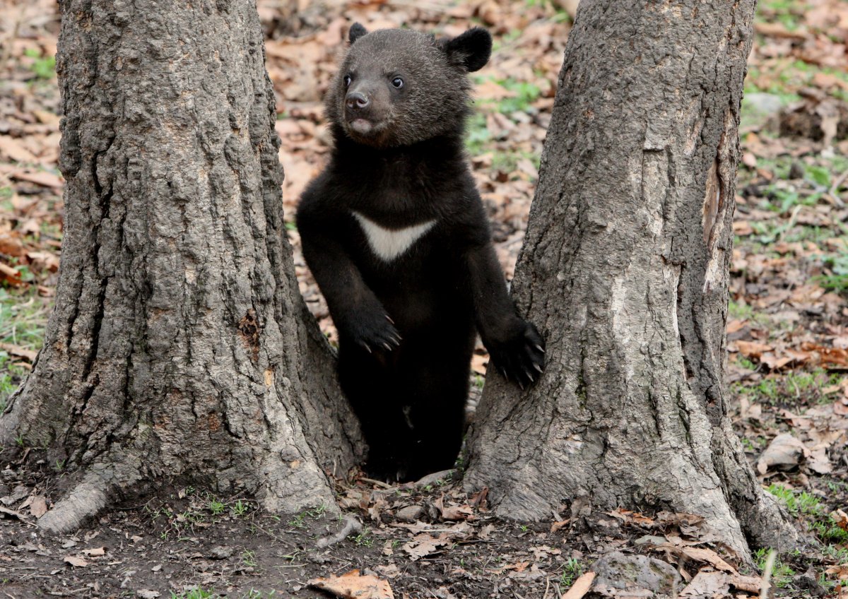 Белогрудый медведь Приморский край