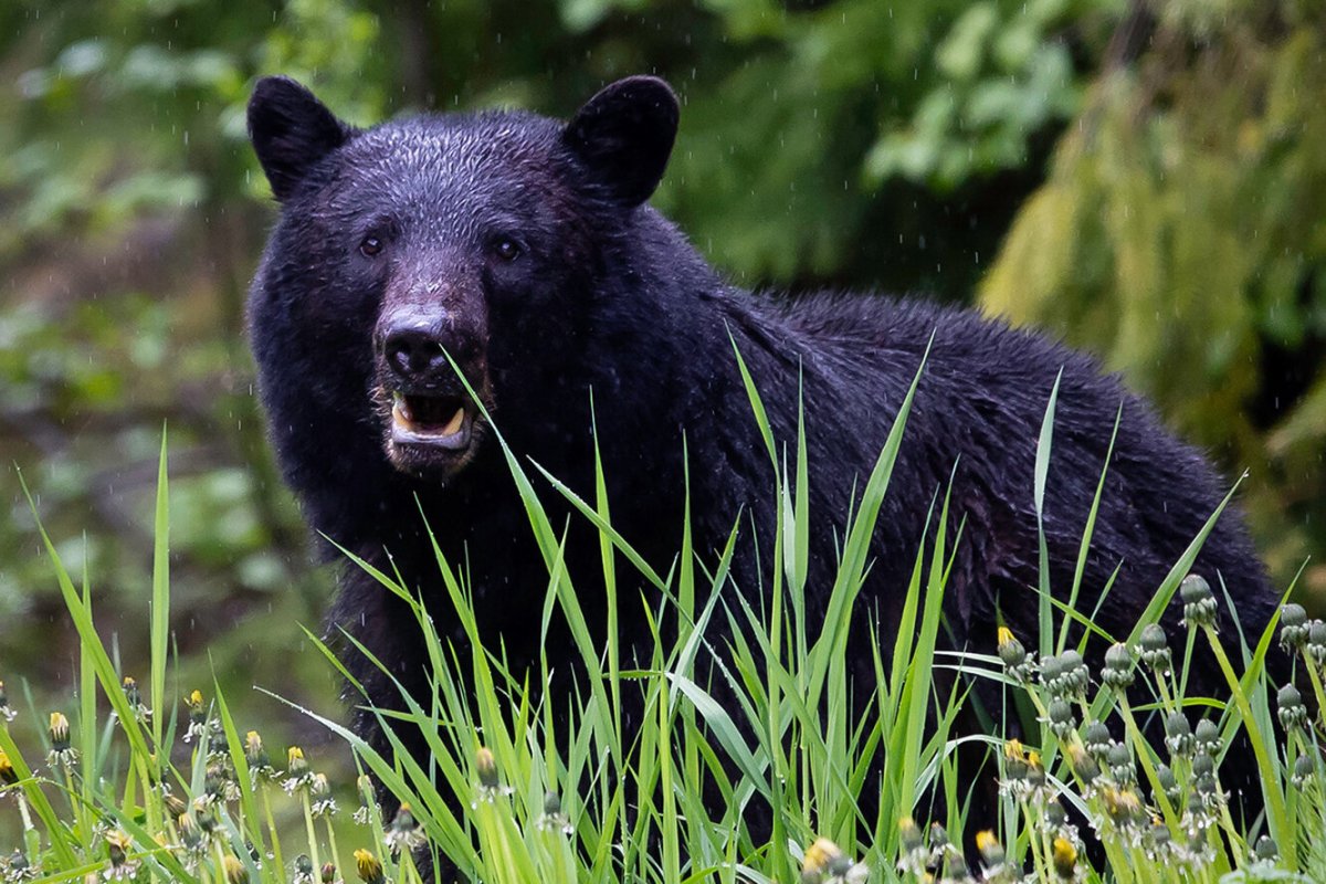 Барибал и бурый медведь