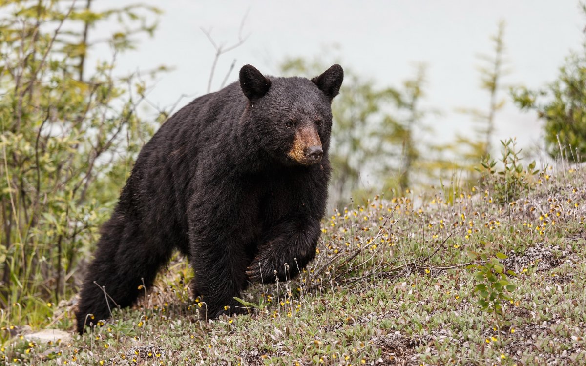 Ареал обитания медведей Барибал