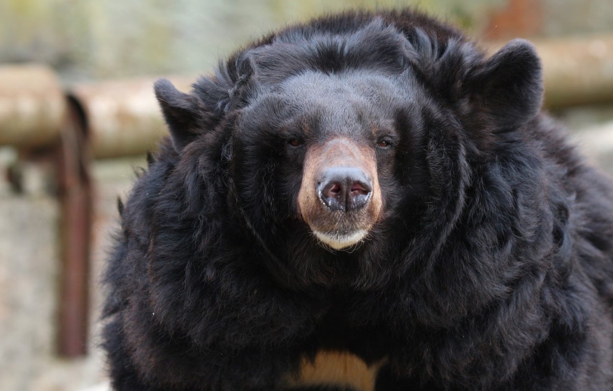 Барибал и бурый медведь