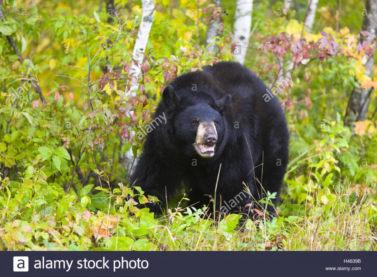 Selenarctos thibetanus