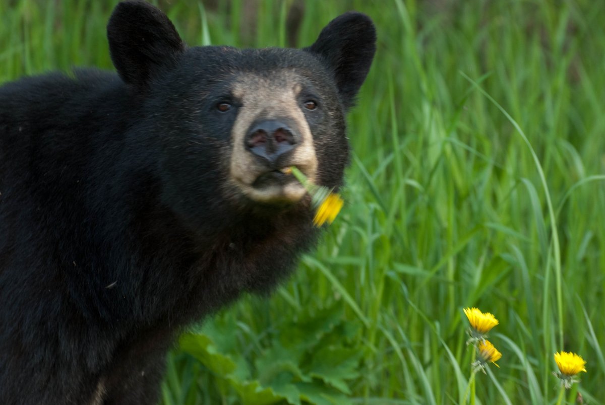 Asiatic Black Bear