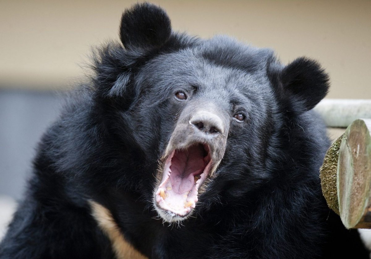 Эстетика коровы пятна