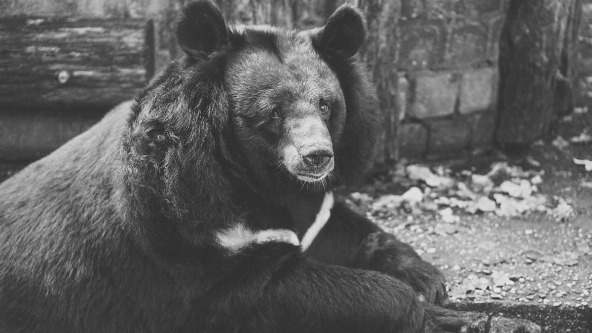 Американский медведь Барибал