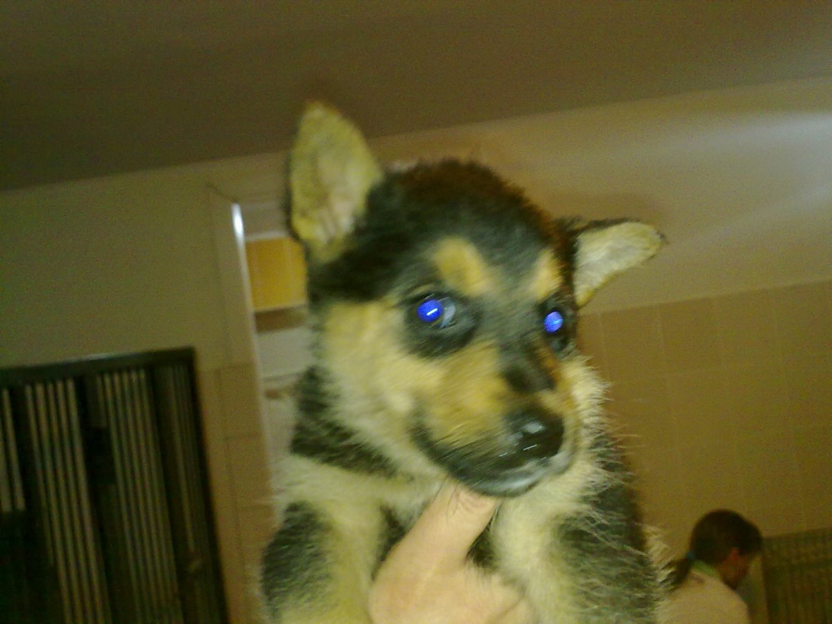 Метис корги и сиба ину