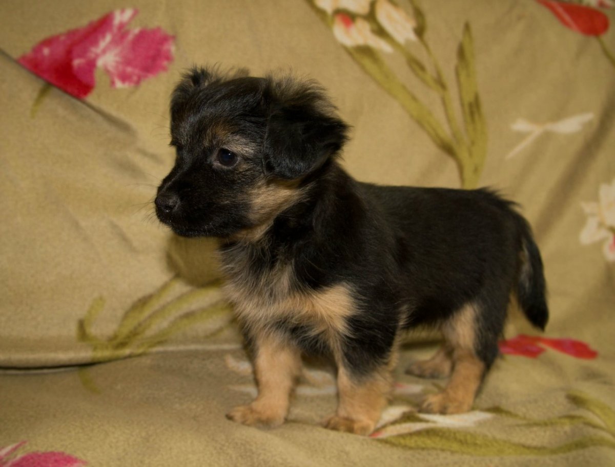 Метис Джек Рассела и Йорка