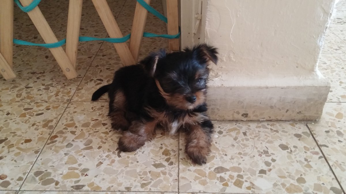 Шнауцер терьер полукровка