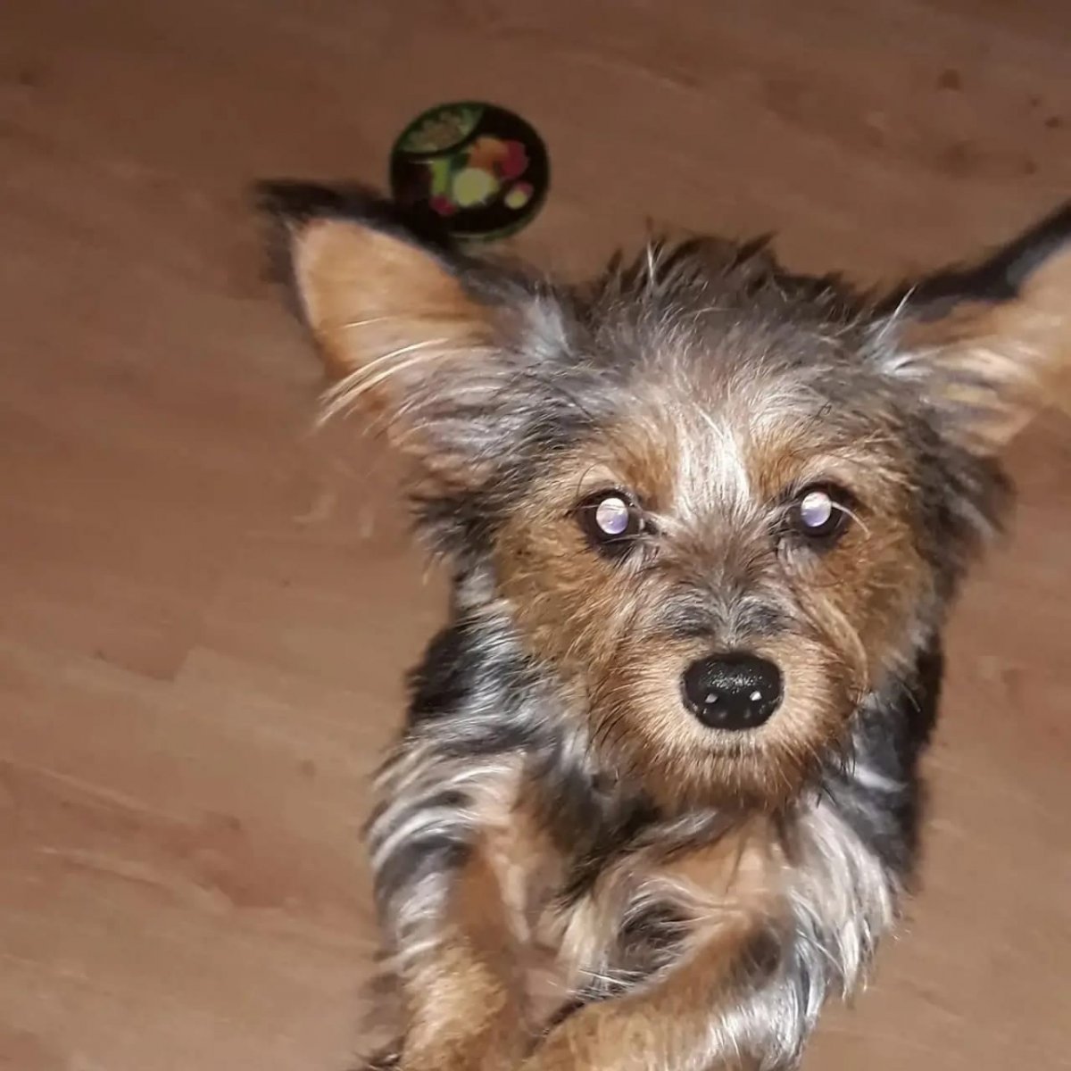 Метис Йорк Арчи