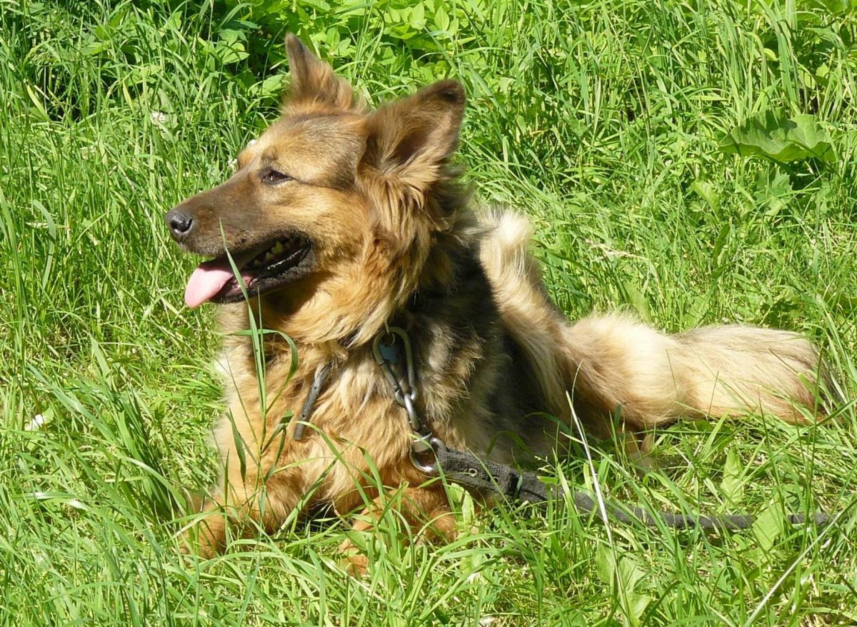 Метис Йорка и шпица