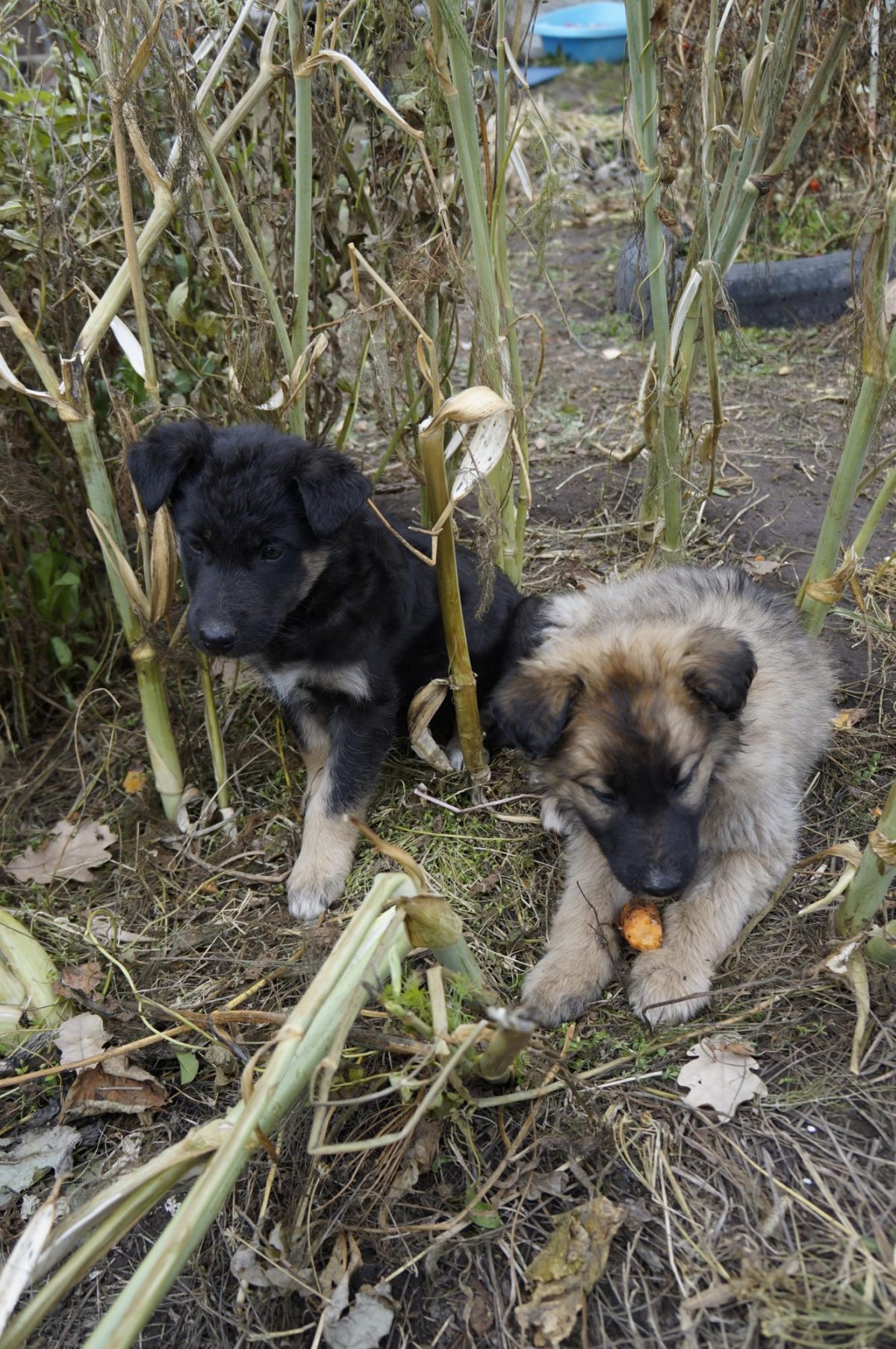 Московский дракон щенок
