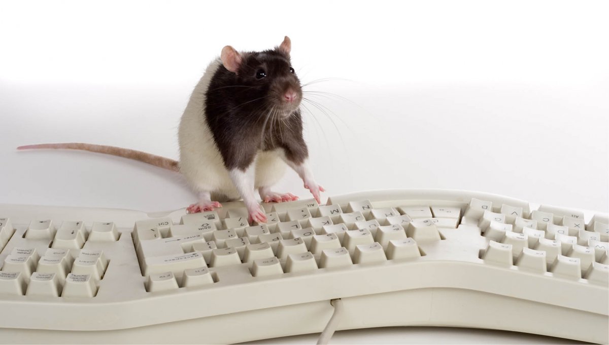 Хомяк геймер