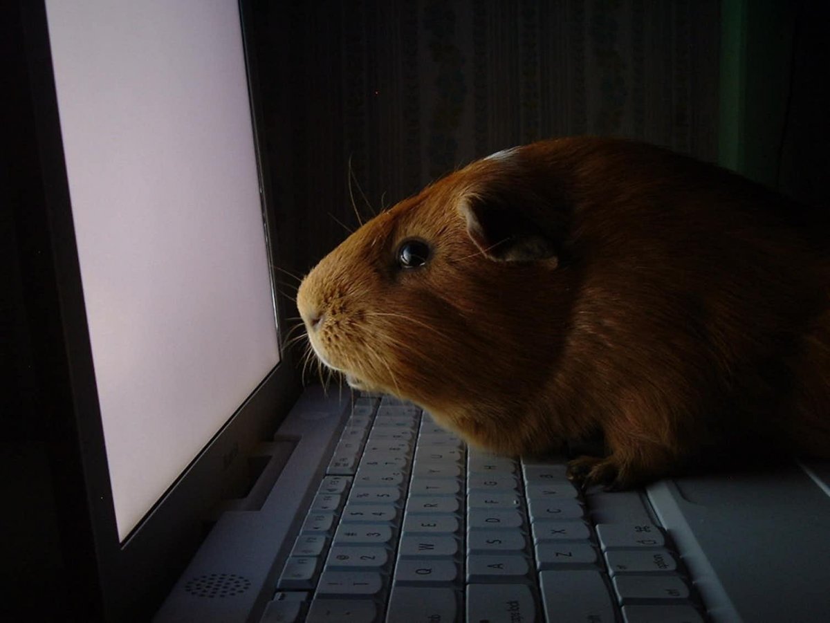 Морские свинки