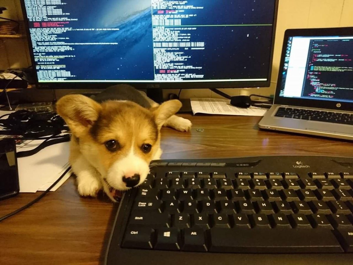 Бобер за компьютером