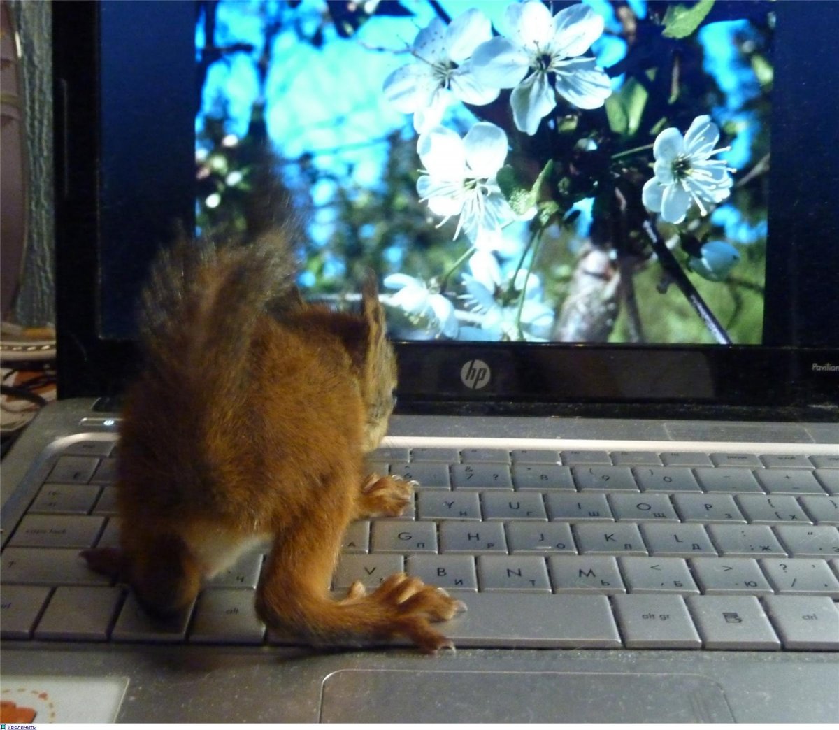 Зверек в офисе