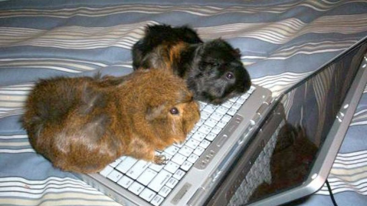 Хомяк за компьютером