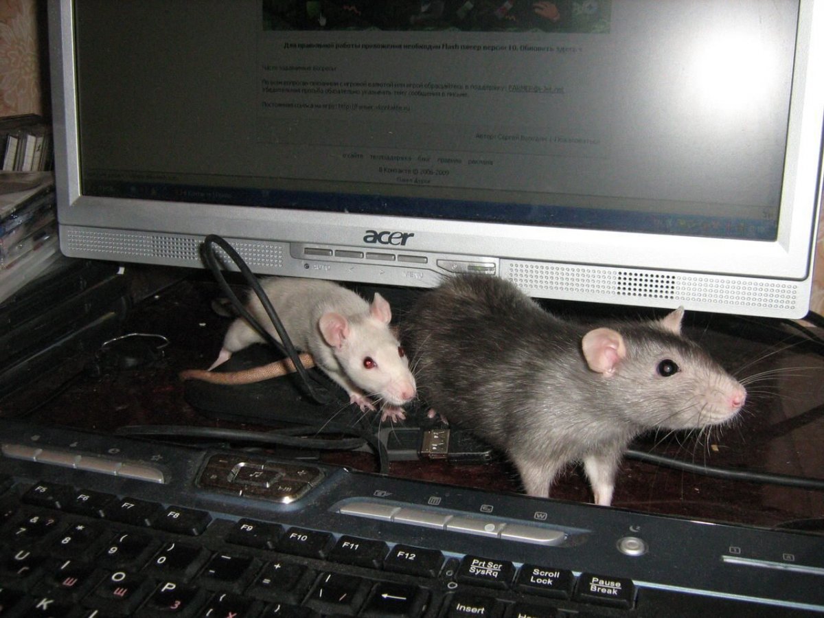 Крипто хомяк