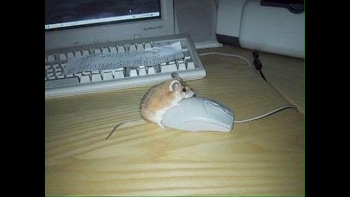 Корги программист