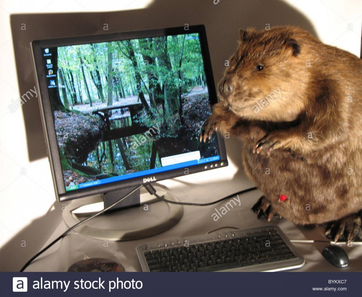 Бобер за компьютером