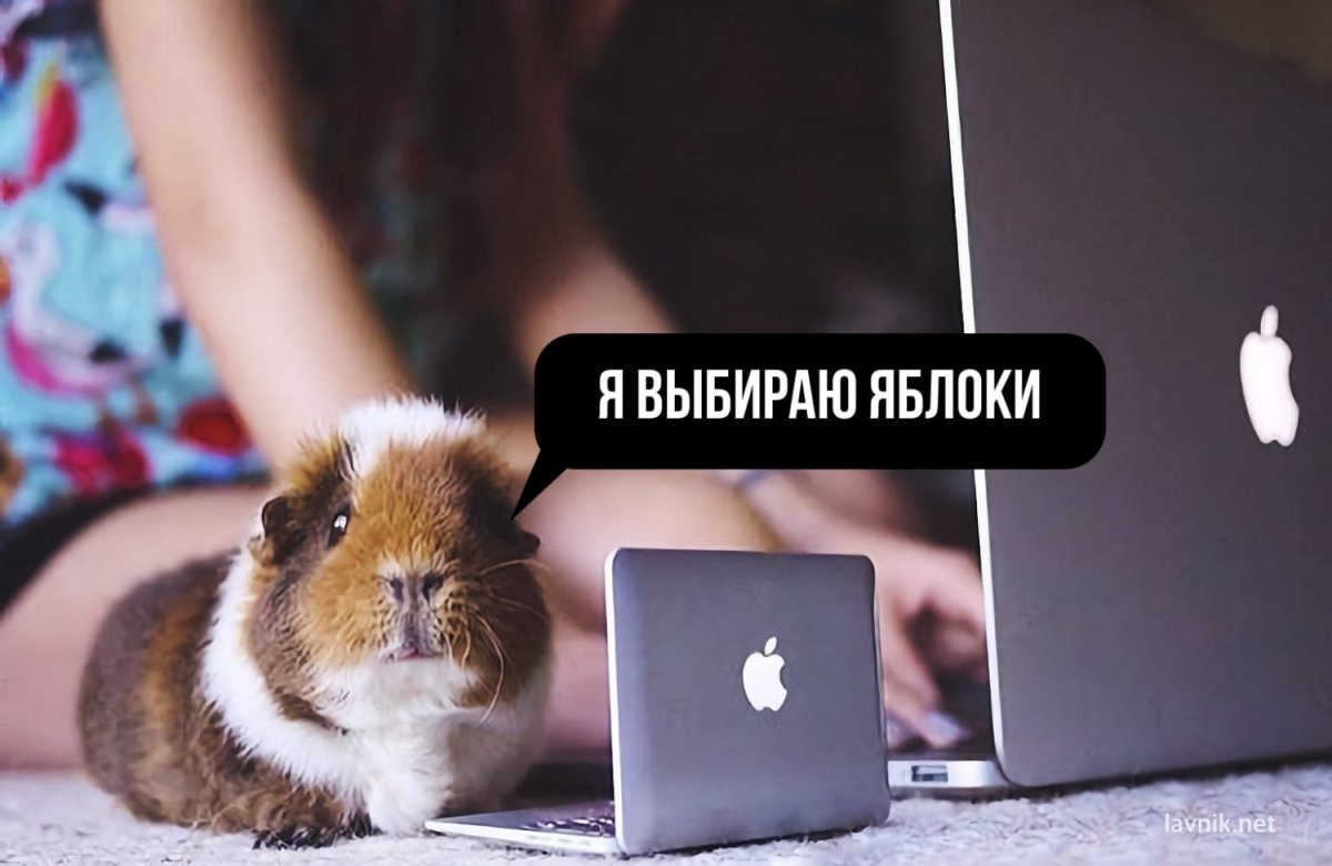 Хомячок за компом