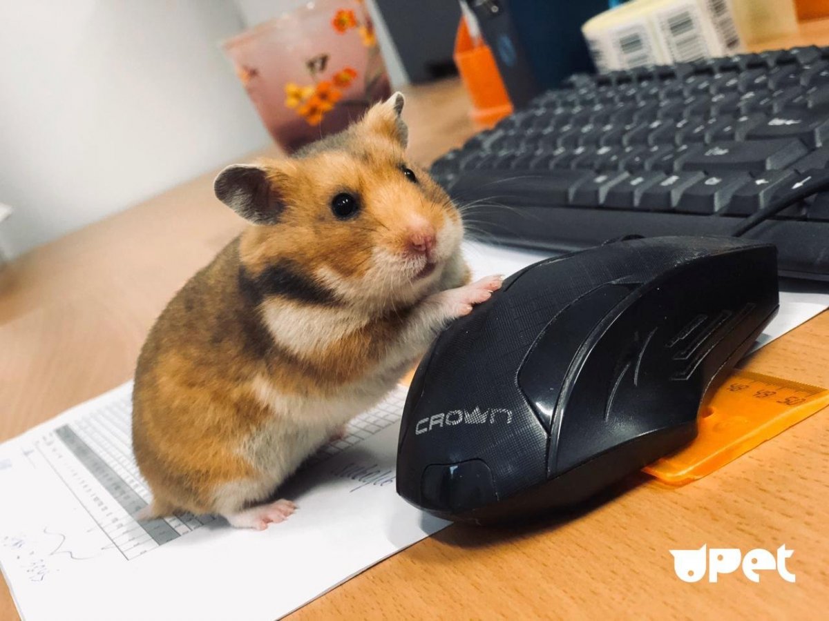 Мышка хомяк компьютерная