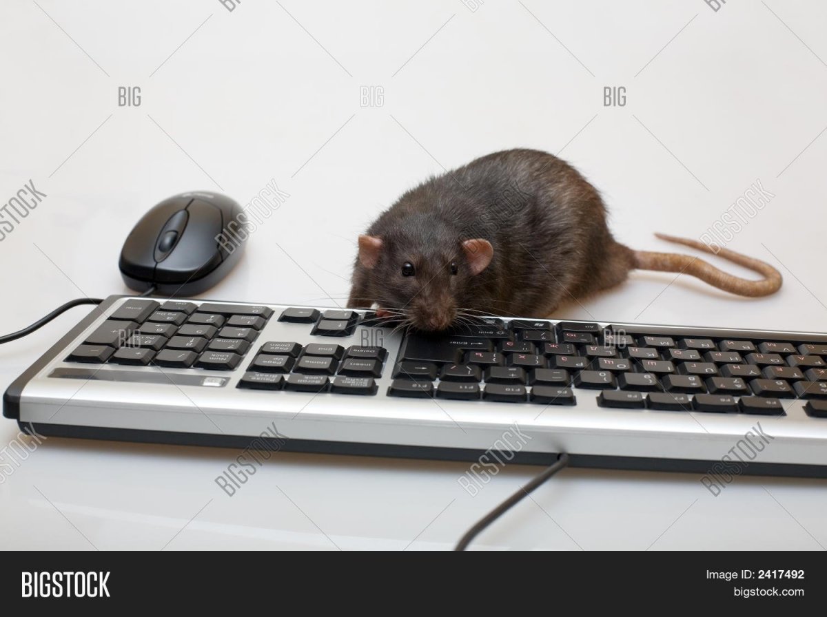 Крыса в компьютере