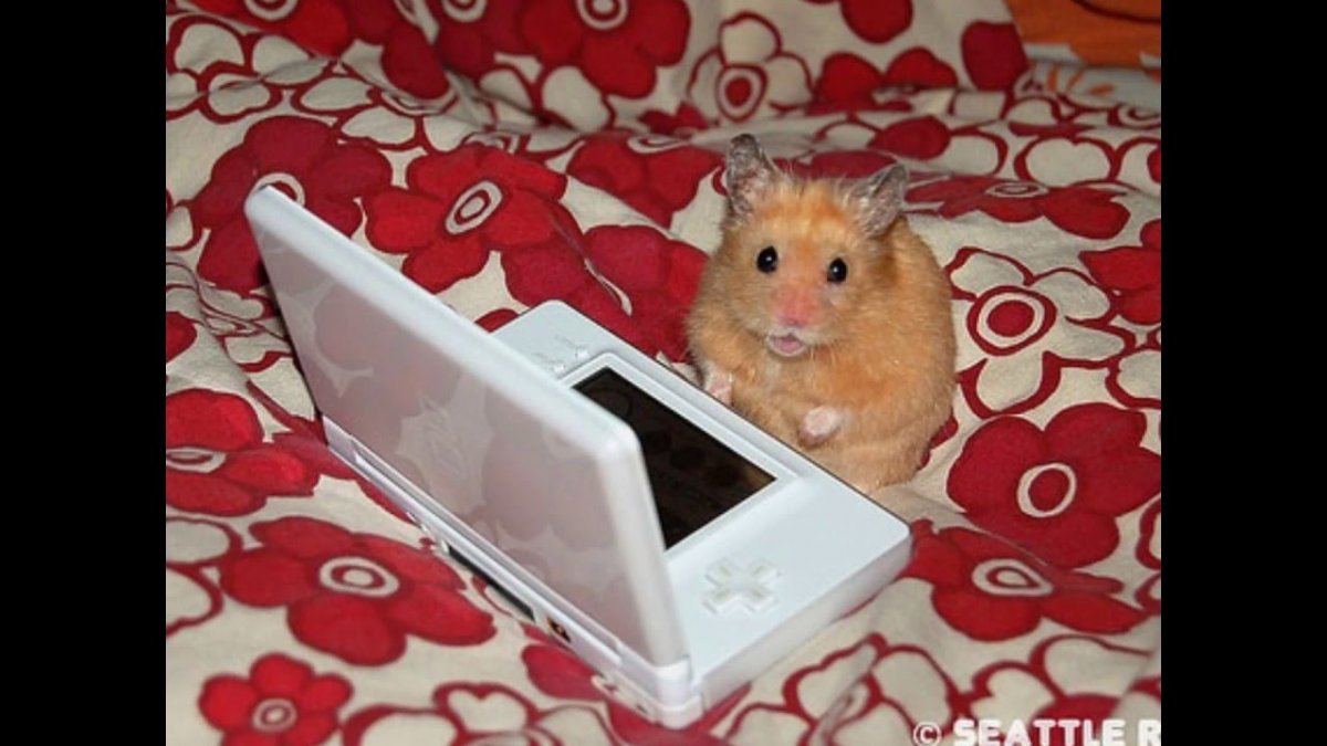 Собака геймер