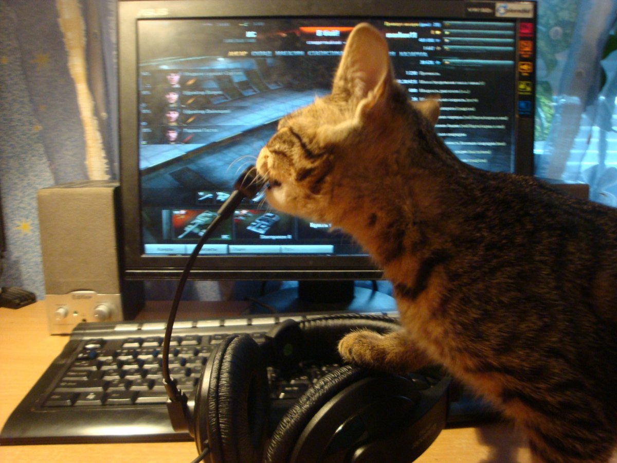 Животные за компьютером